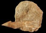 Cretaceous Sawfish (Onchosaurus) Rostral Barb - Morocco #71774-1